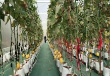 Sukses Budidayakan Melon, Kalurahan Muntuk Panen Perdana Varietas Chamoe Korea