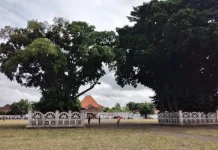 Mengenal Masangin: Mitos dan Sejarah Beringin Kembar Alun-Alun Kidul