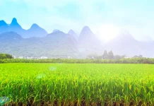 Lahan Sawah Menyusut, Petani di Sleman Didorong Tingkatkan Produktivitas