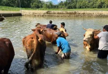 Dinas Tindak Lanjuti Dugaan Antraks di Semanu