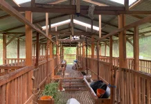 Merawat Kambing bersama Tikum Farm Yogyakarta