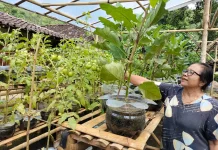 Desa Petir Kembangkan Pekarangan untuk Ketahanan Pangan