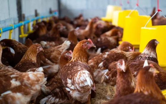 Gelombang Panas di Prancis Tewaskan Ratusan Ribu Unggas - RRI.co.id