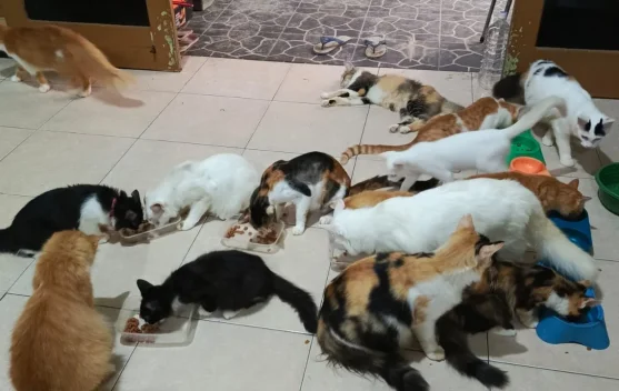 Ternyata Ini Dampak Positif Memelihara Kucing di Rumah