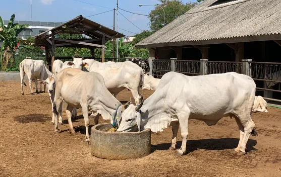Guru Besar UGM Kritik Kebutuhan Sapi Potong untuk MBG