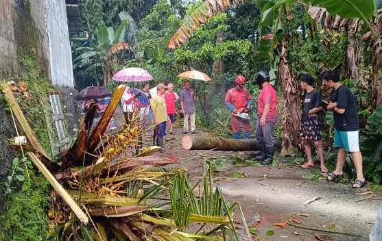 imbas Angin Hujan Angin, Dua Kapanewon Terdampak Pohon Tumbang