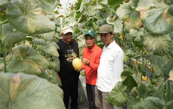 Bumkal Sumberharjo Sleman Sukses Budidaya Melon Premium di Tanah Kas