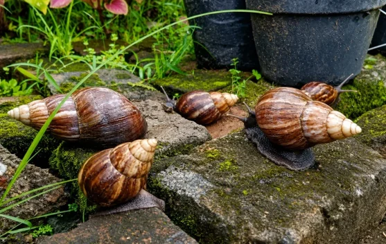 Bekicot Kaya Nutrisi, Kenali Manfaat dan Risikonya