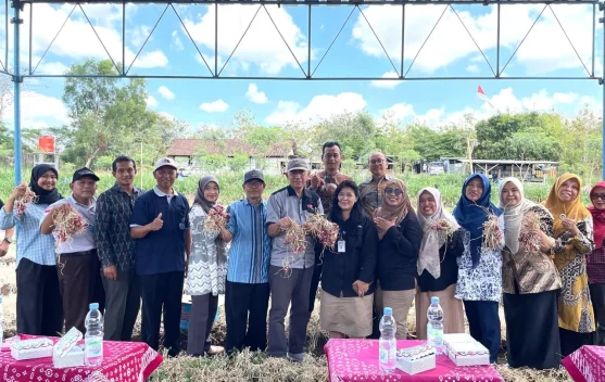 Bawang Merah Jadi Program Ketahanan Pangan Kalurahan Kepek