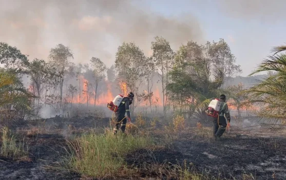 Kebakaran Hutan Kalimantan Makin Luas, ini kata Pakar UMY