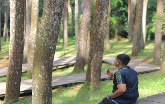Hutan Pinus Mangunan Tawarkan Sejuknya Wisata Alam Bantul
