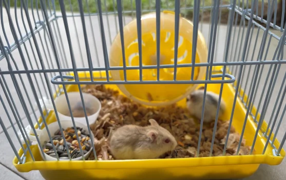 Hamster, Hewan Mungil yang Jadi Pilihan Peliharaan di Rumah