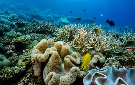 Pakar Ingatkan Peran Vital Terumbu Karang Lindungi Pesisir dan Biota Laut