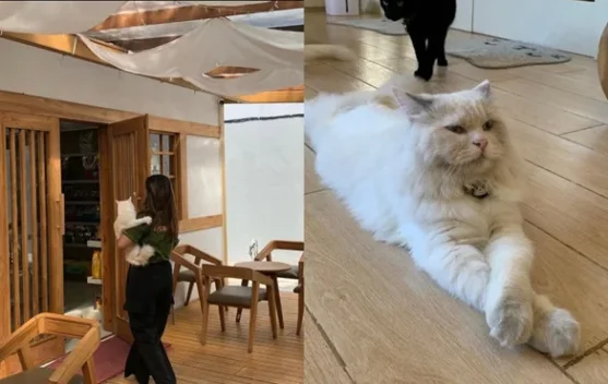 Petsaga Yogyakarta Hadirkan Kafe Nyaman Bersama Kucing