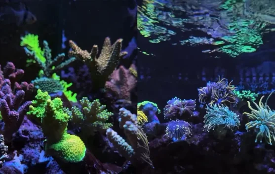 Indonesian Reefer’s Coral Studio Hadirkan Wisata Bawah Laut