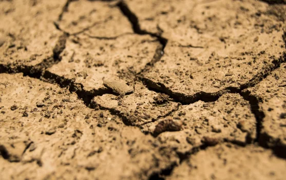 Pakar UGM Minta Petani Sesuaikan Kalender Tanam Antisipasi El Nino