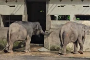 Pasangan Gajah Deo dan Sinta Pindah dari GL Zoo ke Tabang Zoo Kaltim