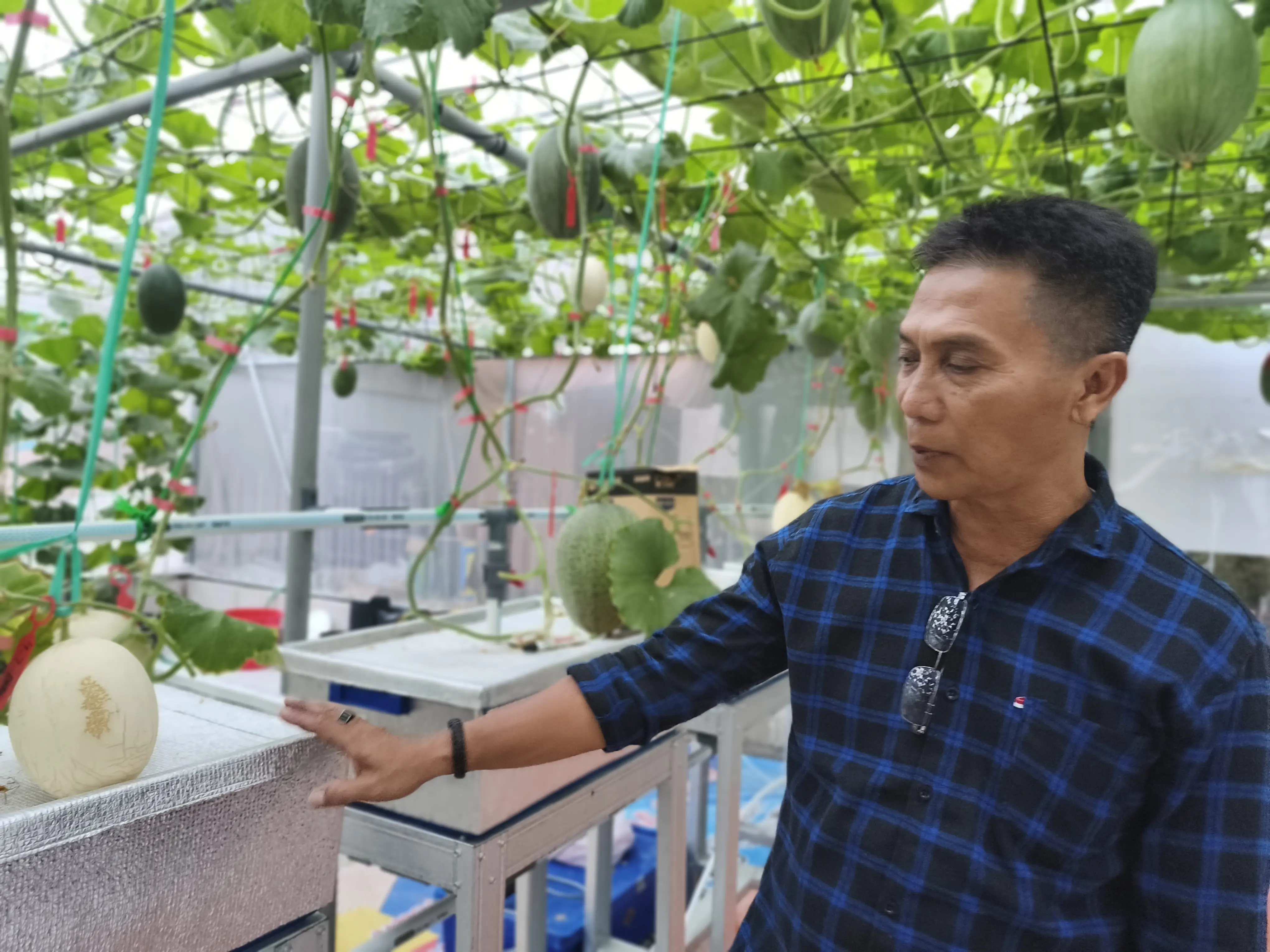 Kepala Desa Kasturi, Edi Kosasih, menunjukkan proses budidaya melon premium di area greenhouse Bumdes Mustika Jaya. Dengan penerapan Sistem Macida, tanaman melon dikembangkan melalui teknologi pertanian modern untuk menghasilkan buah berkualitas tinggi dengan nilai ekonomi yang menjanjikan. (Foto: Red)