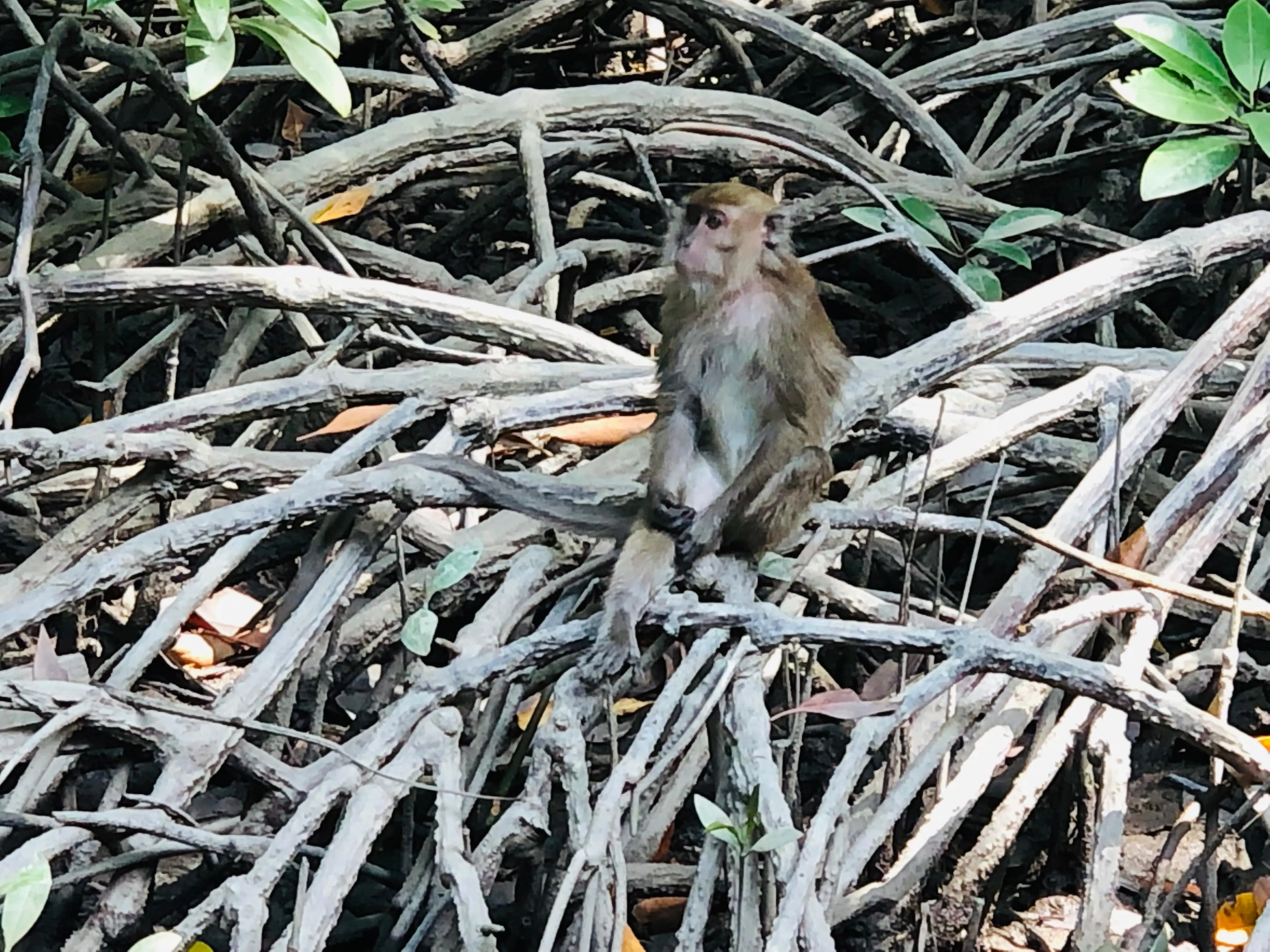 Monyet ekor panjang sedang duduk di atas akar mangrove di Desa Tanjung Harapan. (RRI/Muhammad Rokib)