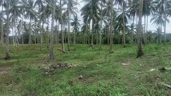 Potret Kebun kelapa masyarakat Natuna yang hidup dengan pinggiran kota. (Poto:RRI Ranai/Saleh)